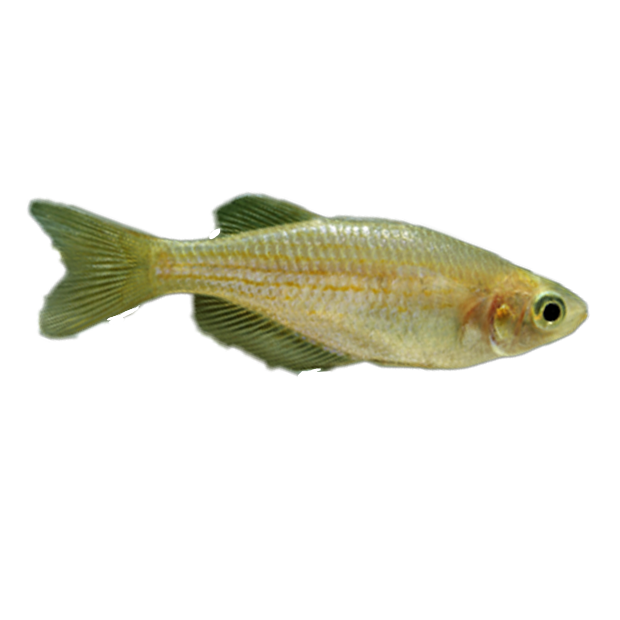 Imagem do peixe Danio Pérola